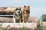 CHIEN FINNOIS DE LAPONIE 264